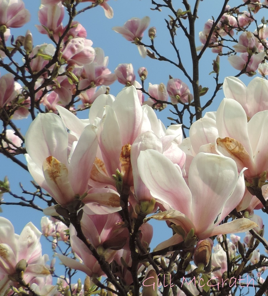 2015 04 09 1025 magnolia jpg sig